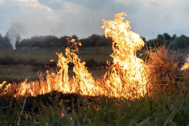 A fire burns in a field with dry grass